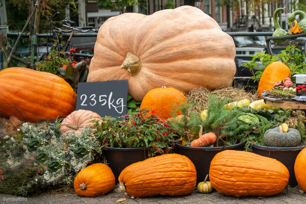 Riesenkürbis neben kleineren Kürbissen auf Markt